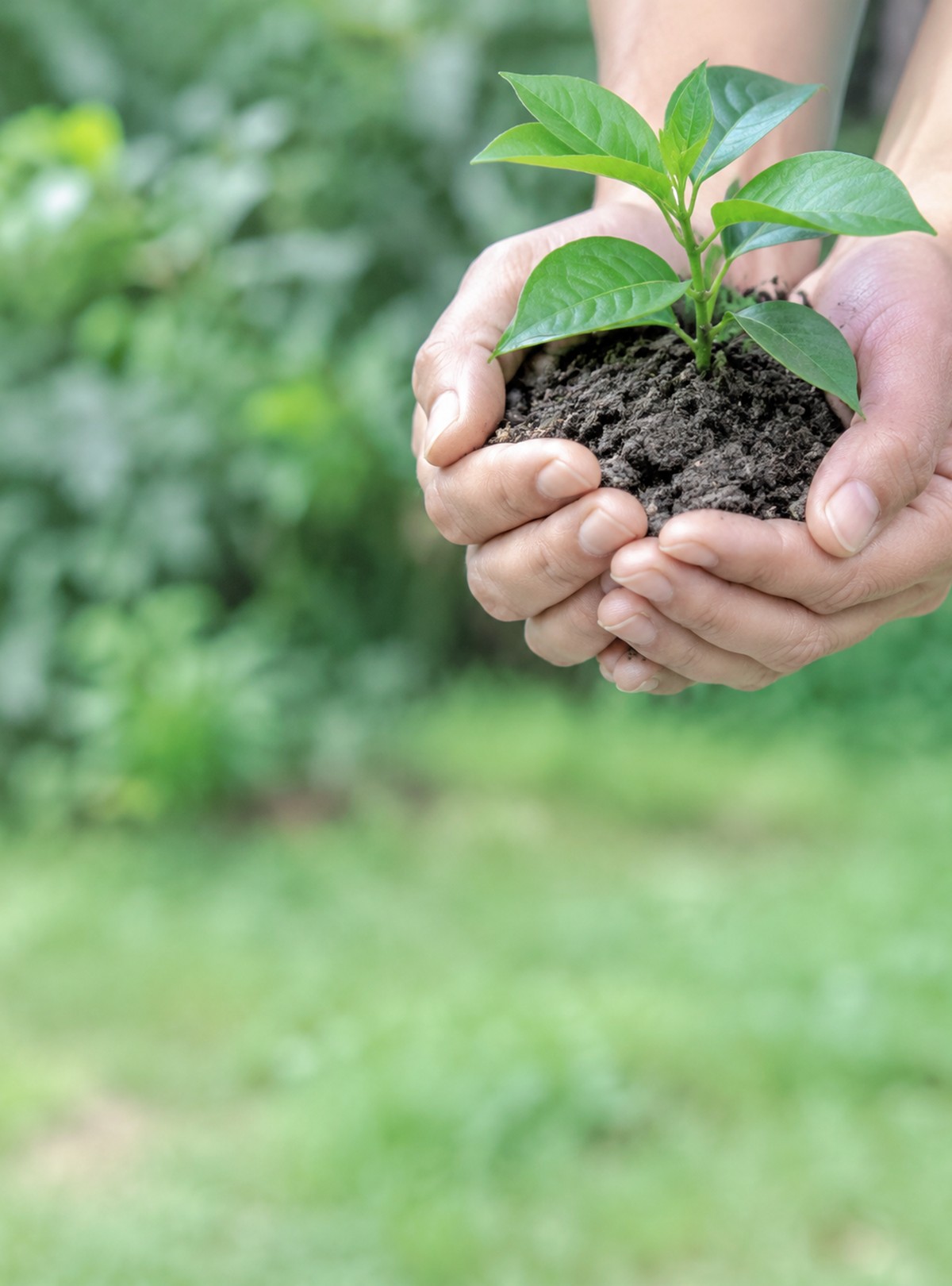 Hands holding a young green plant